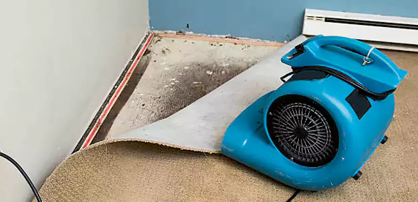 Professional Carpet Water Damage Repair Services in Wheat Ridge, CO